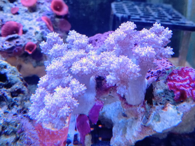 サンゴ（スジチヂミトサカ、タコアシサンゴ、キクメイシなど）