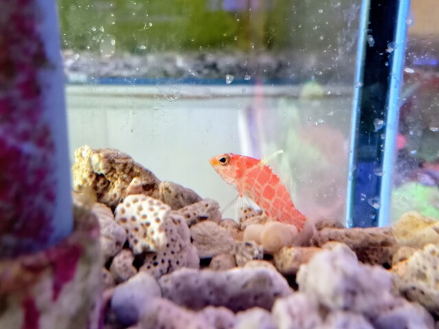 チゴハナダイ