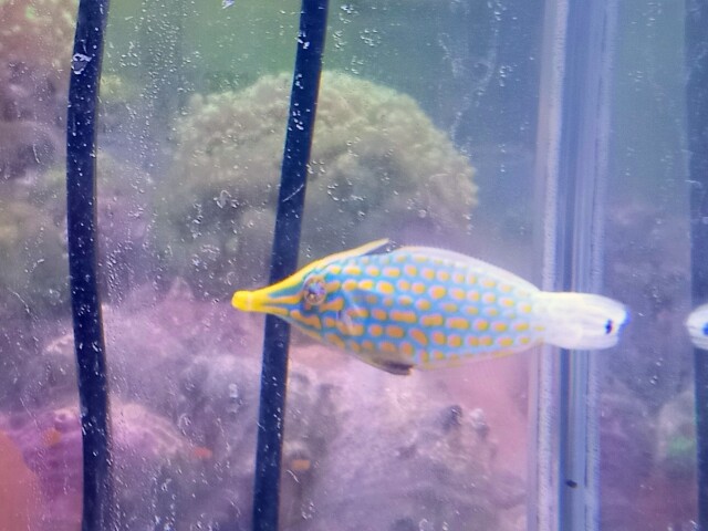 テングカワハギ