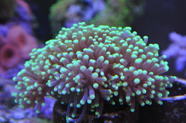 入荷稀 美蛍光グリーンチップツツマルハナサンゴ