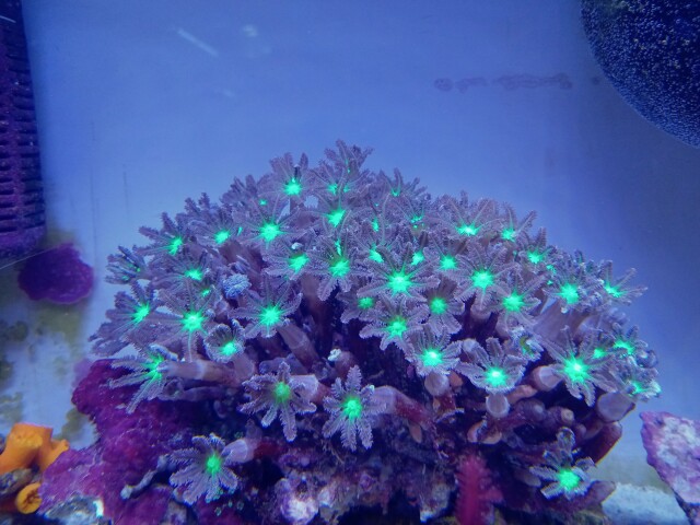 ツツウミヅタ(極美センターメタリックグリーン 大きめ)沖縄産