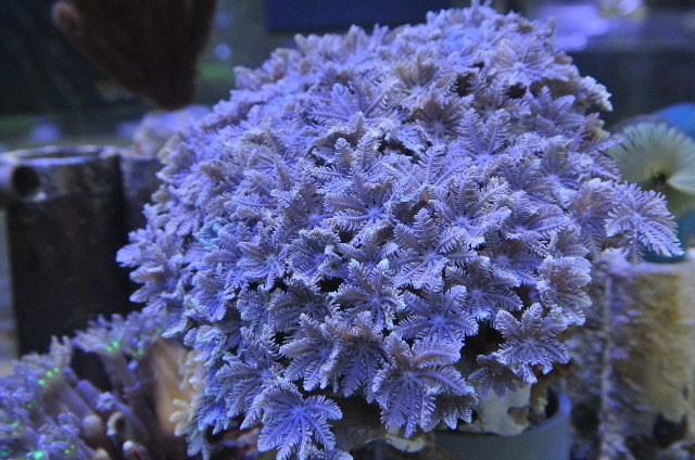 ツツウミヅタ(ピュアホワイト　大きめ)沖縄産