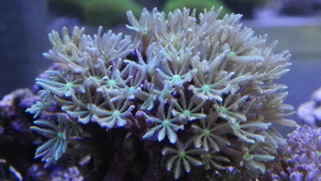 極美グリーンストライプツツウミヅタ