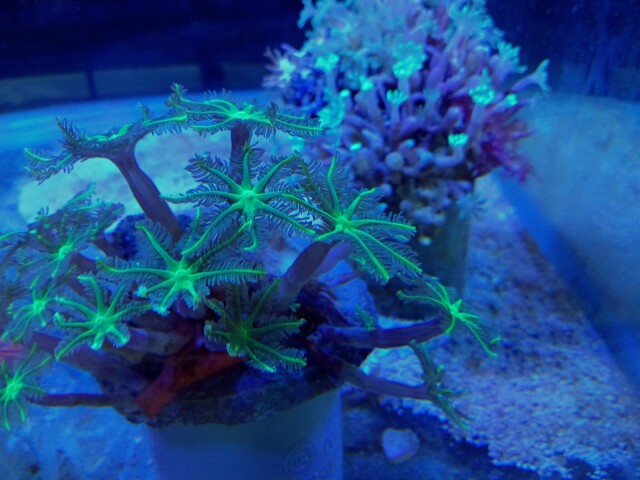 ツツウミヅタ(極美ストライプグリーン 小さめ)