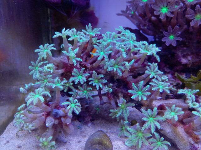 ツツウミヅタ(極美パステルグリーン　枝状)沖縄産