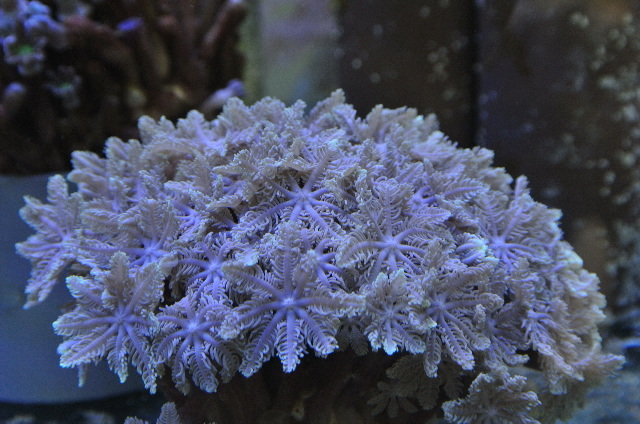 ツツウミヅタ(ホワイト　小さめ)沖縄産