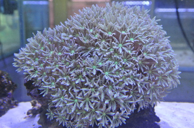 入荷稀 極美グリーンストライプツツウミヅタ