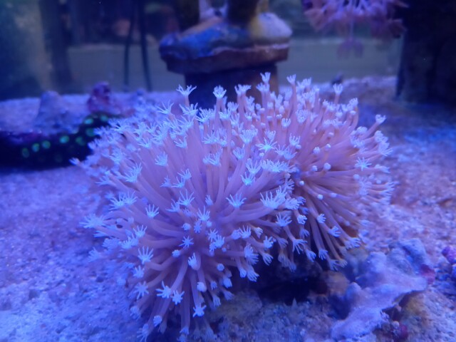 ウミキノコ(ロングホワイトポリプ 小さめ)沖縄産