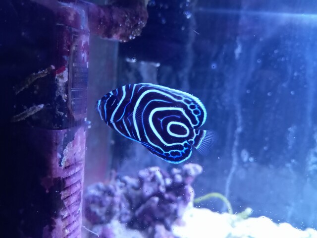 小さめサイズ☆形整ったきれいなウズマキ幼魚