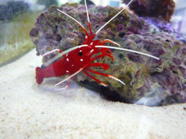 ホワイトソックス(スリランカ産)