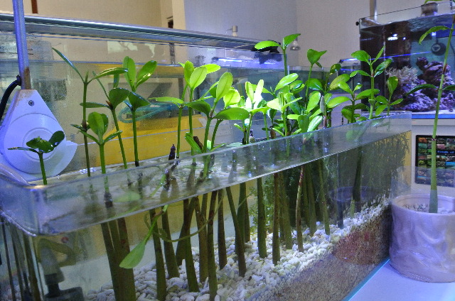 マングローブの苗（メヒルギ）沖縄産