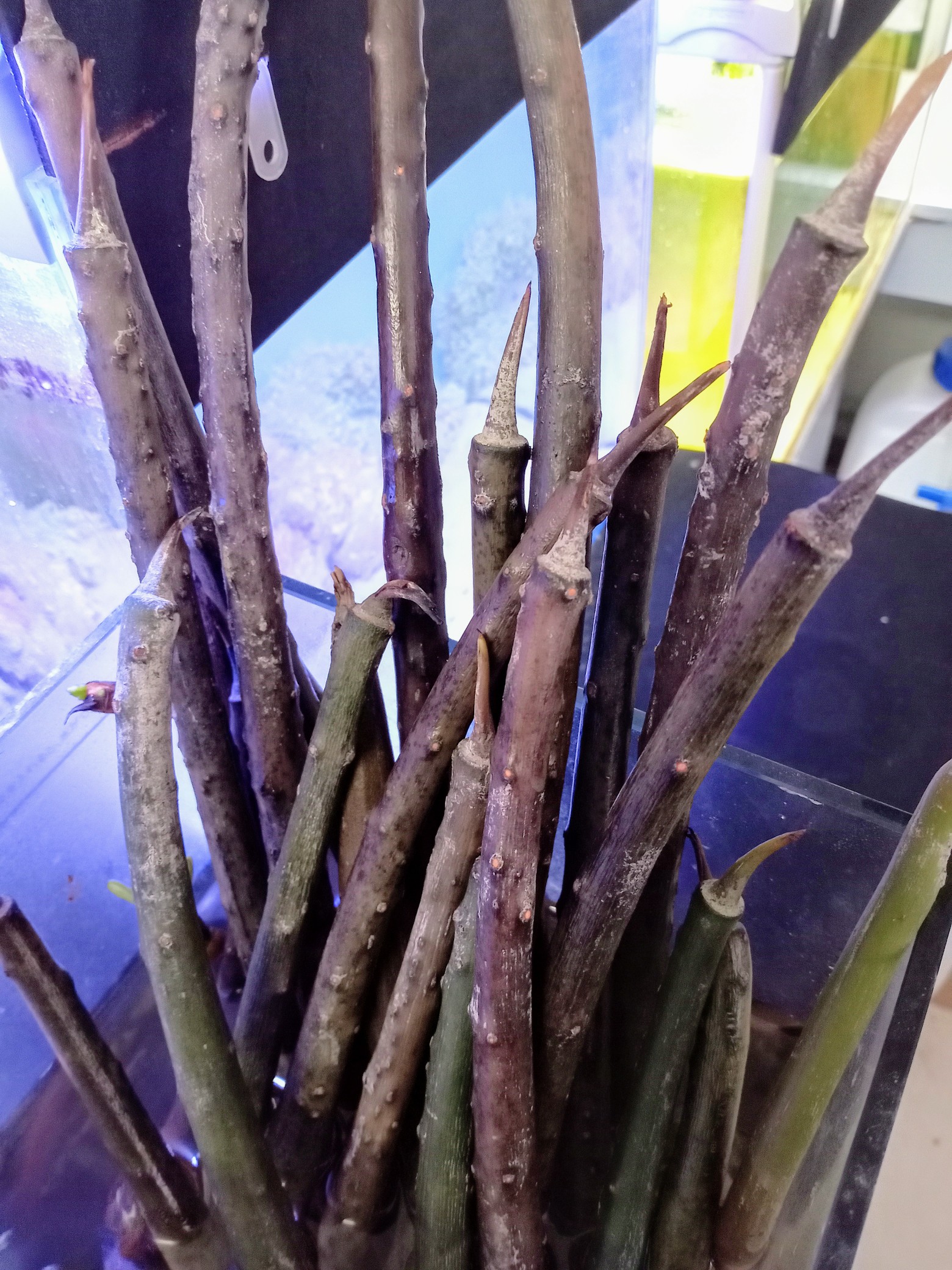 マングローブの苗（ヤエヤマヒルギ）沖縄産