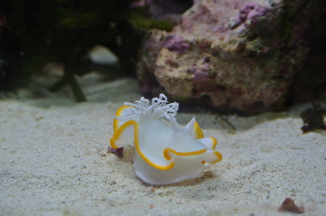メレンゲウミウシ