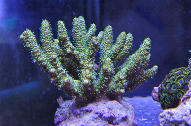 ハイマツミドリイシ(美グリーン)インドネシア産