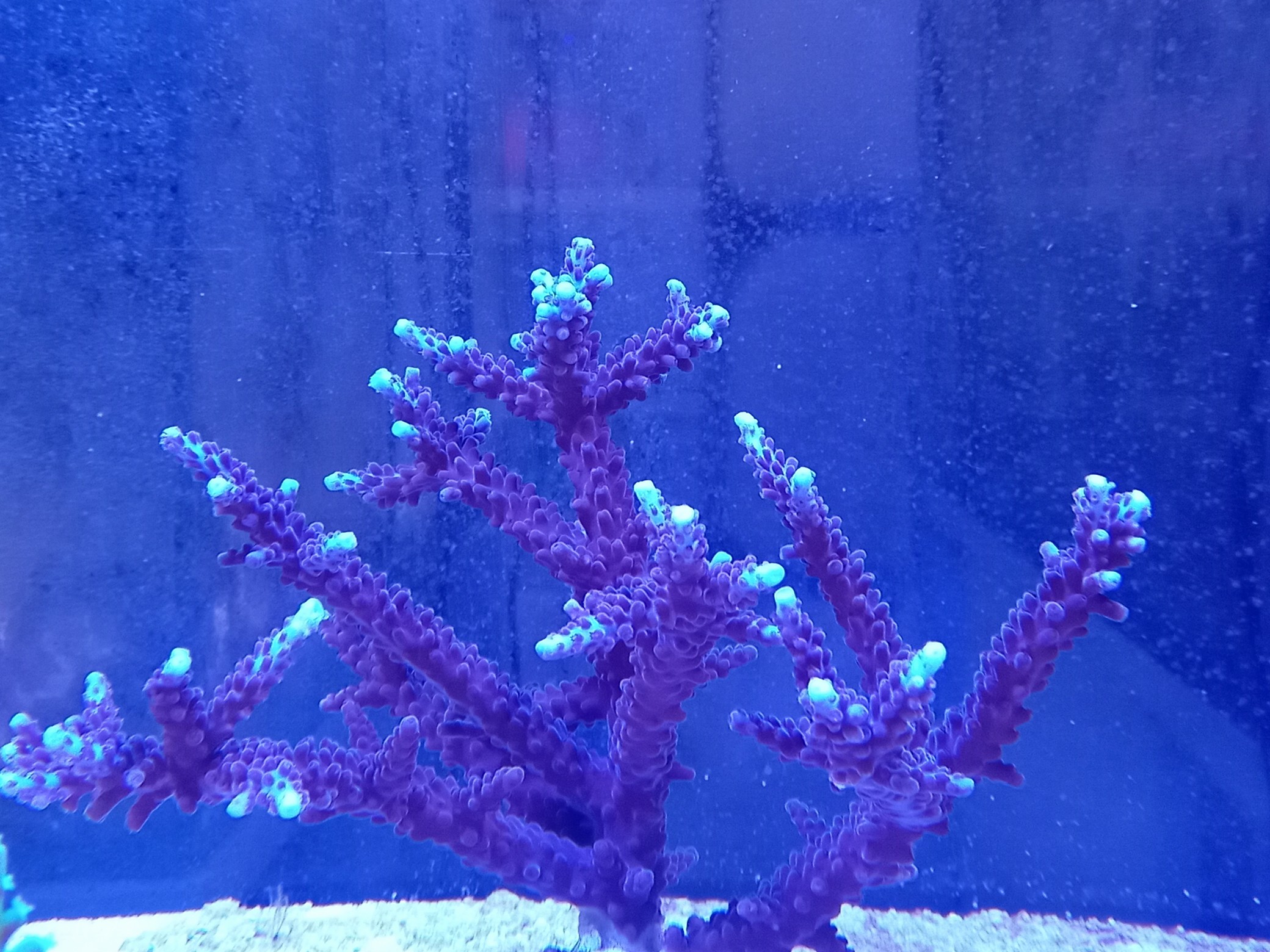 ミドリイシ(美先端ブルー)の芽