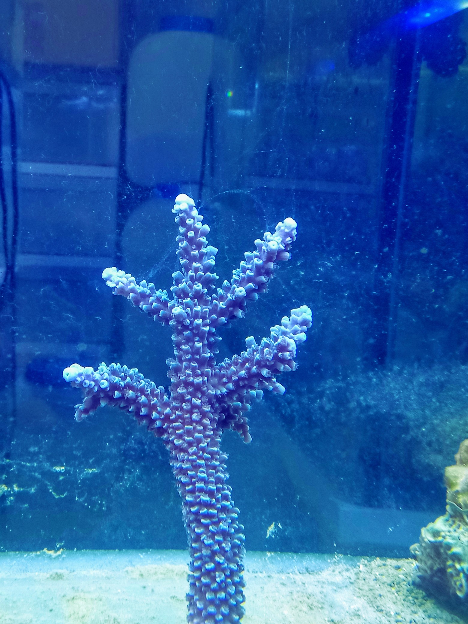 ミドリイシ(美ブルー　八重山産)