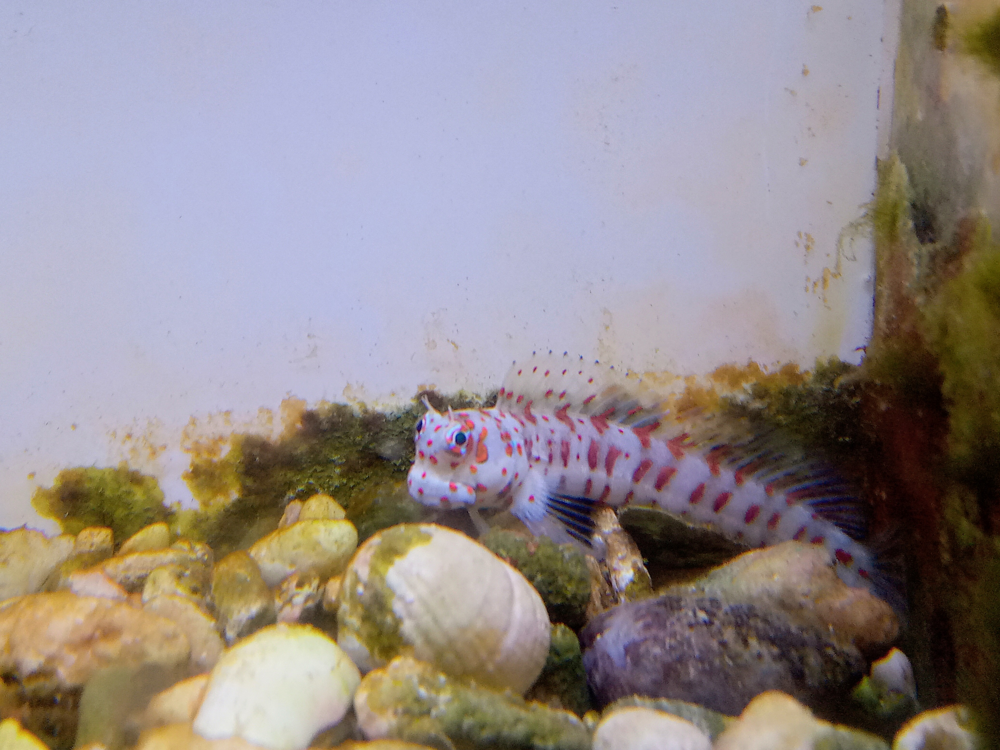 モンツキカエルウオ(モルジブ産)