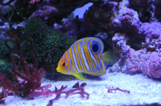 ニシキヤッコ(幼魚)