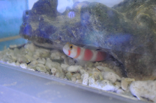 オーロラゴビー