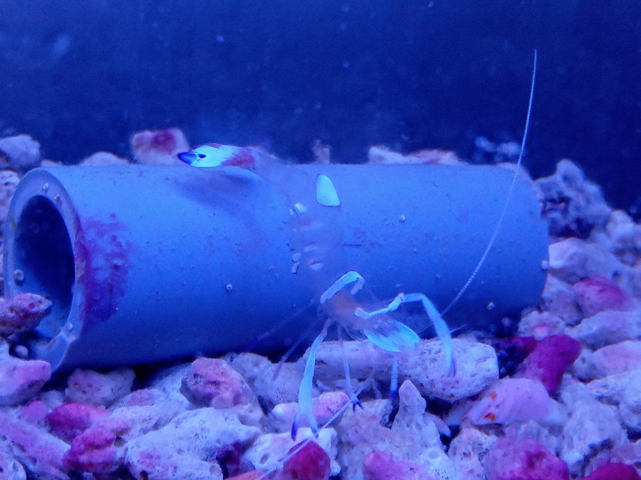 オドリカクレエビ(沖縄産)