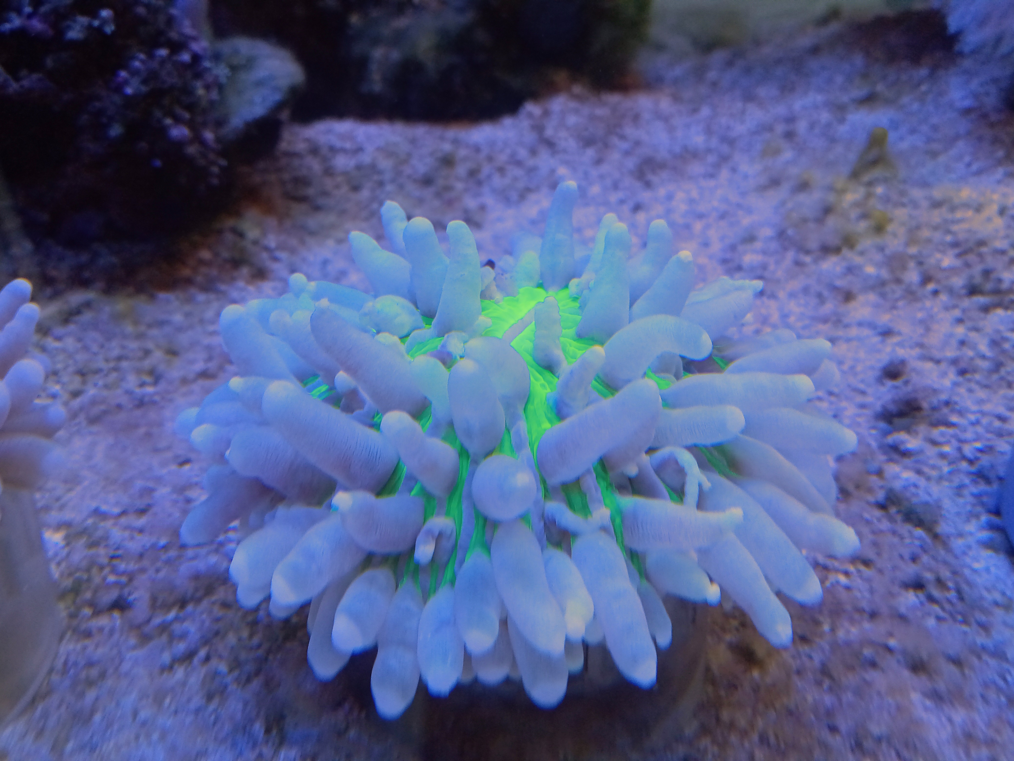 パラオクサビライシA(美蛍光グリーン)