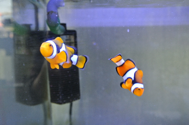 ペルクラ(仲良しペア)