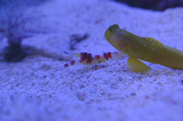 ランドールズピストルシュリンプ