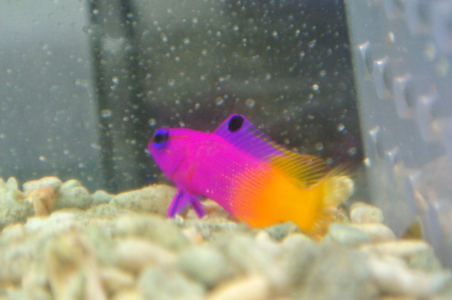 ロイヤルグラマ(カリブ産)