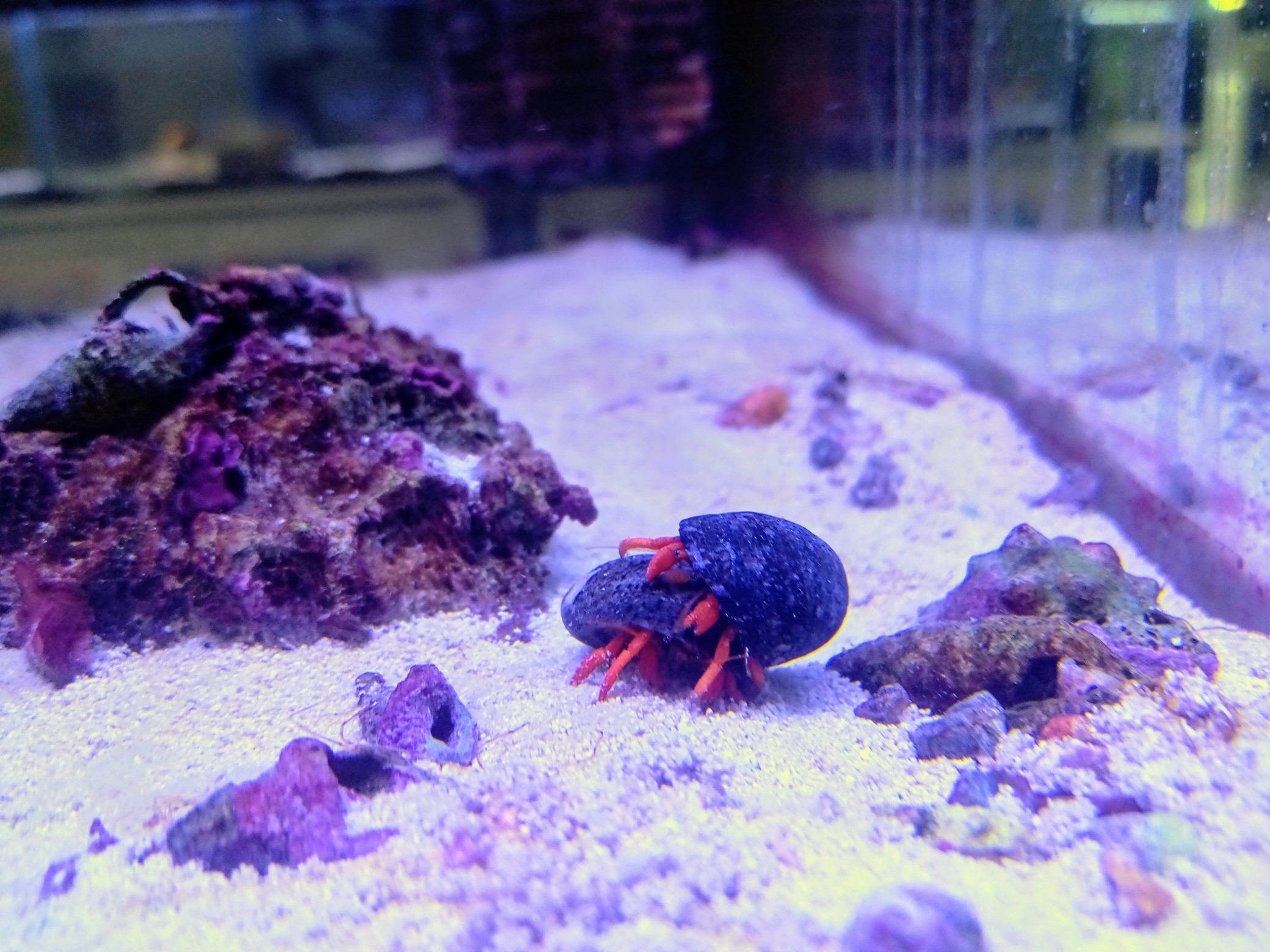 ルチルスハーミットクラブ