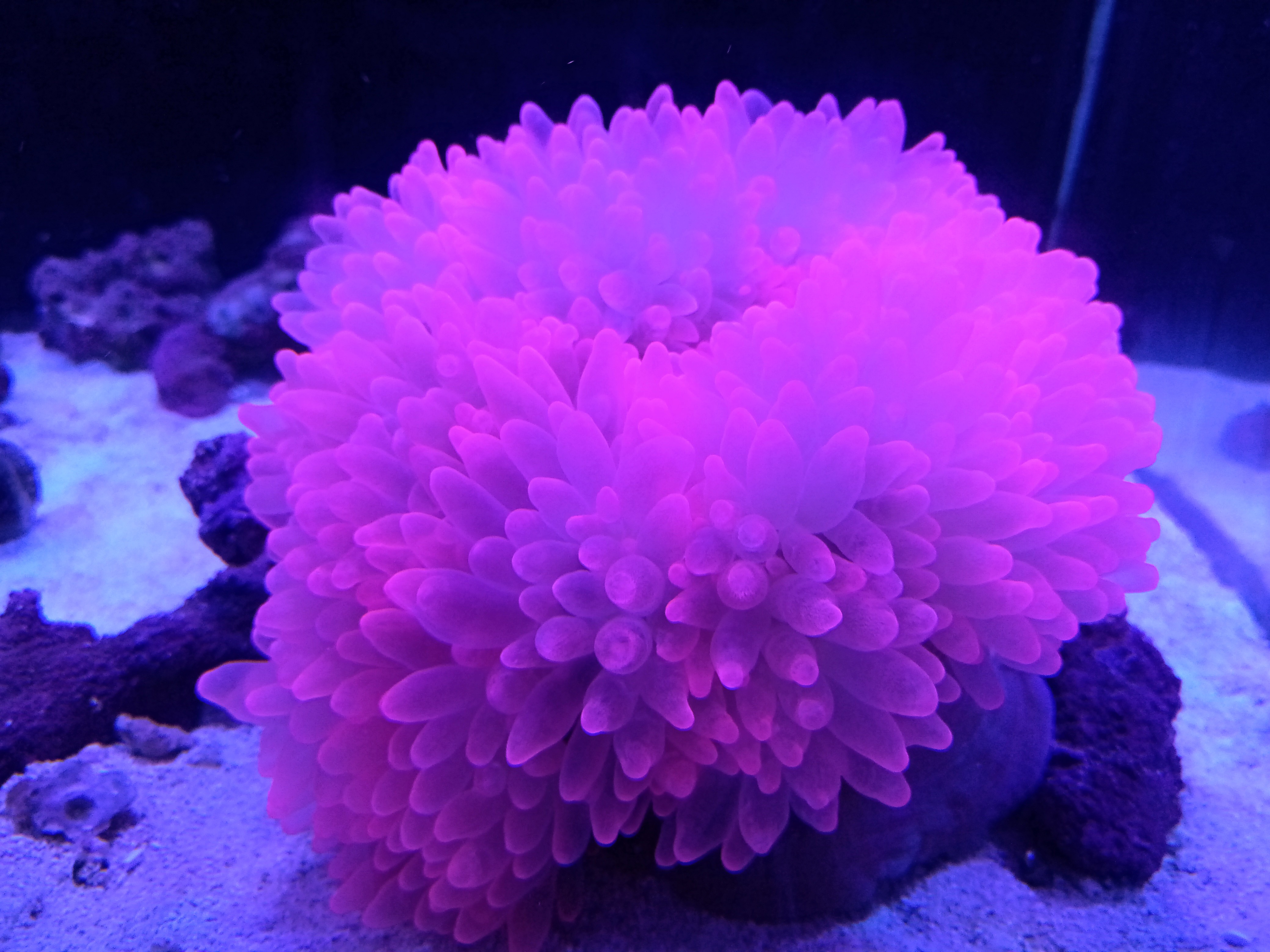 サンゴイソギンチャク(スーパーレッド)マニラ産