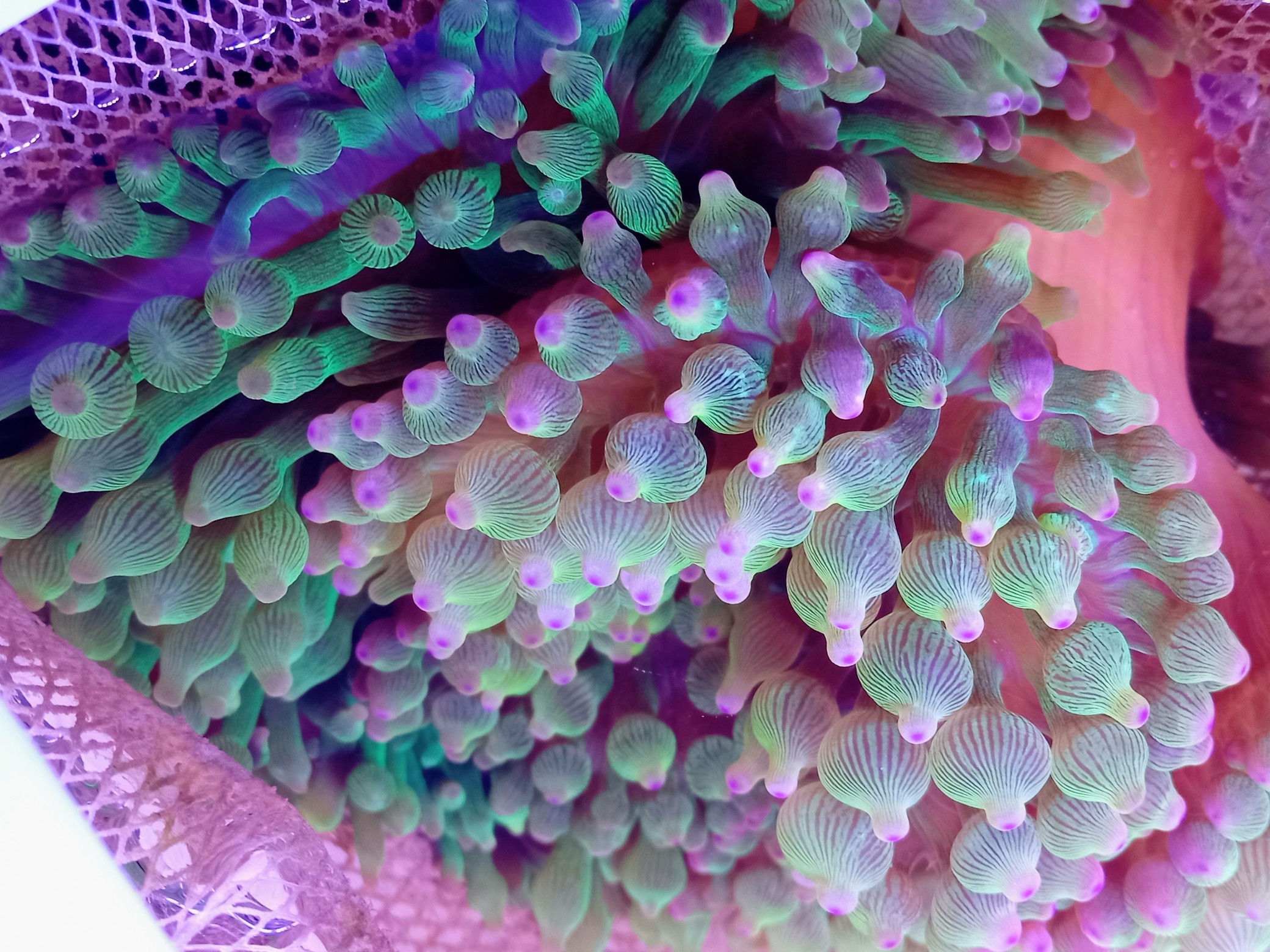 サンゴイソギンチャク(美グリーン　ピンクチップ)近海産