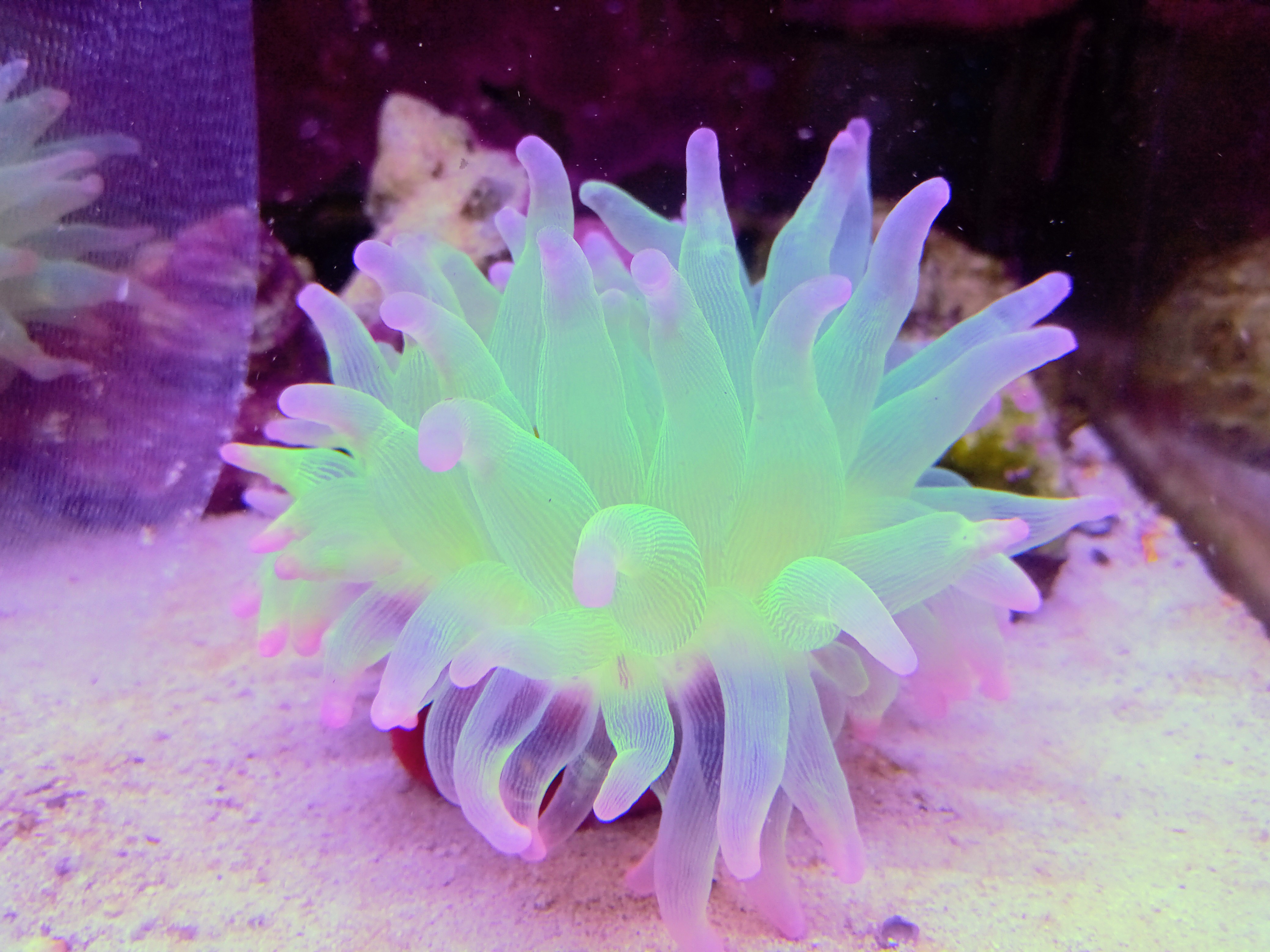 サンゴイソギンチャク(美蛍光クリアグリーン　ピンクチップ)近海産