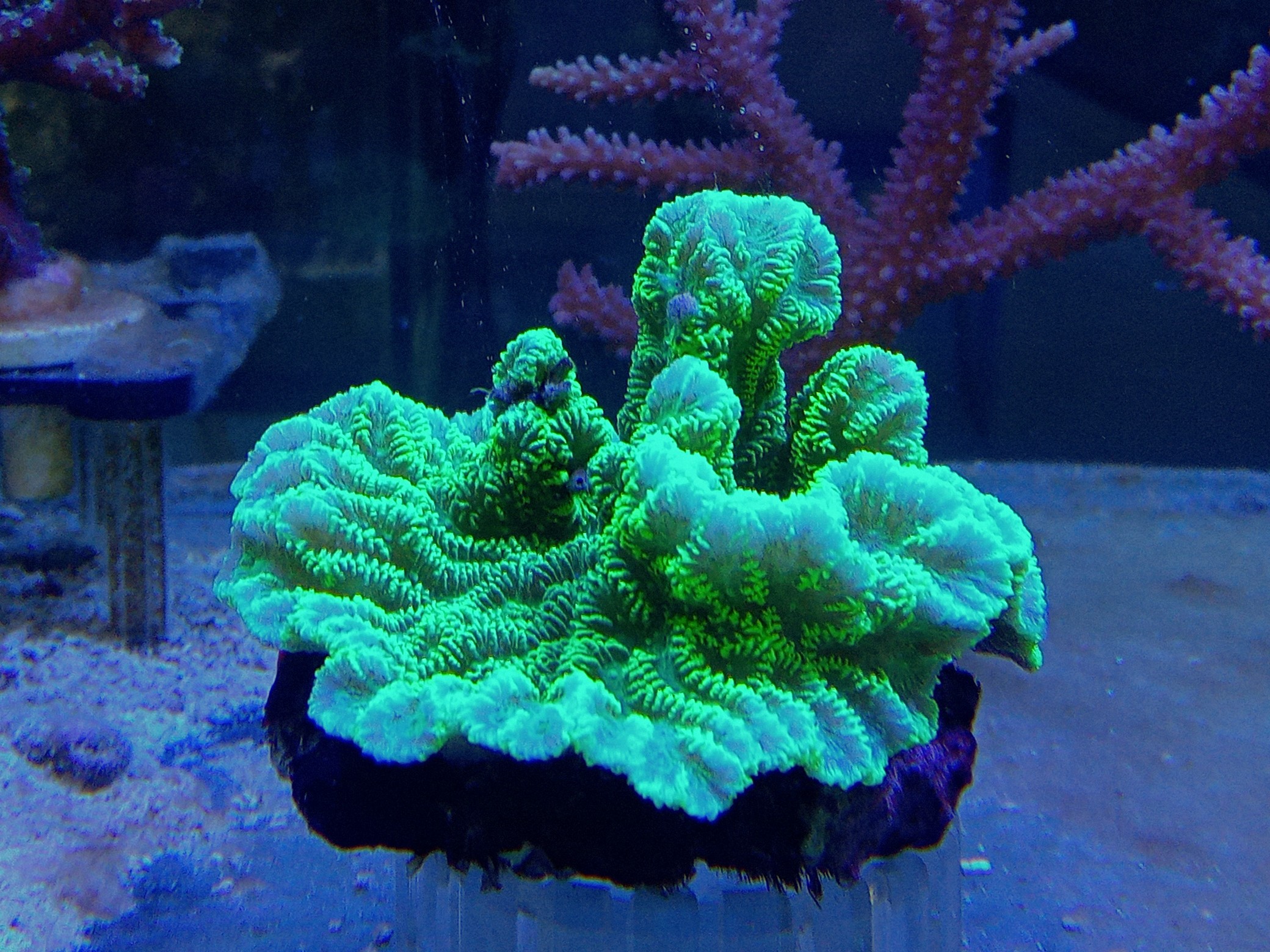 サザナミサンゴ(美メタリックグリーン)