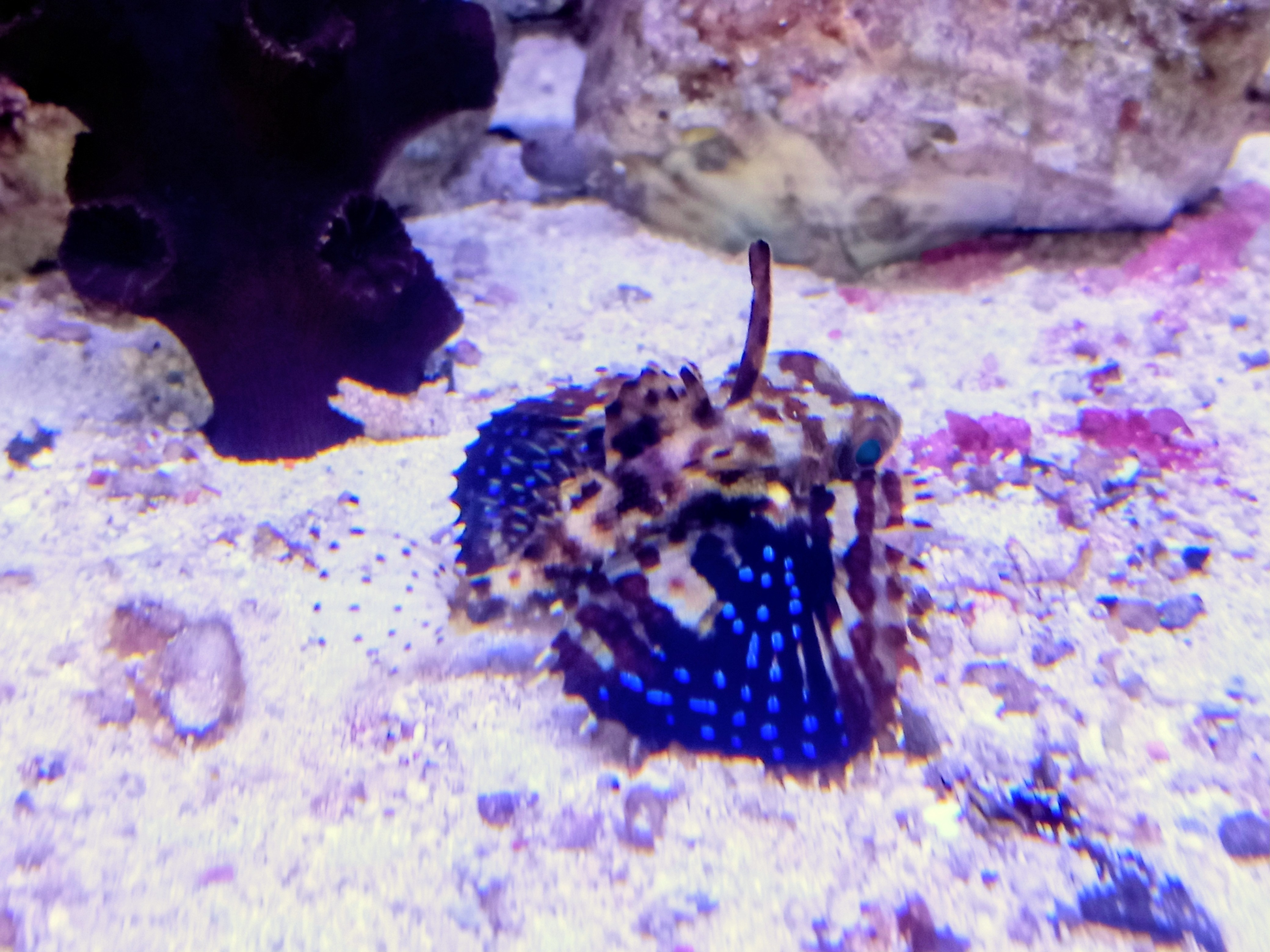 セミホウボウ(ちびサイズ)