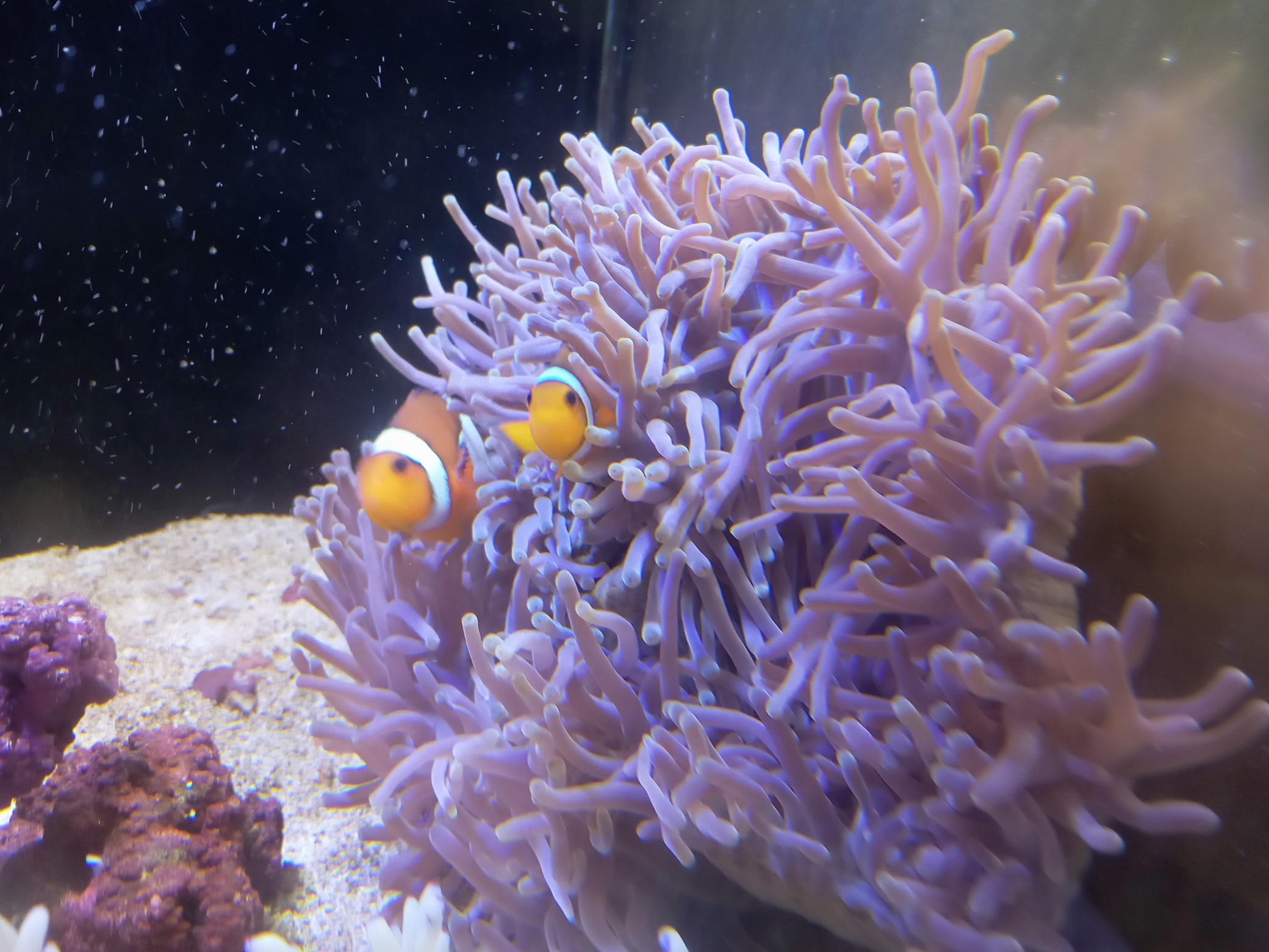 センジュイソギンチャク(褐色系)スリランカ産