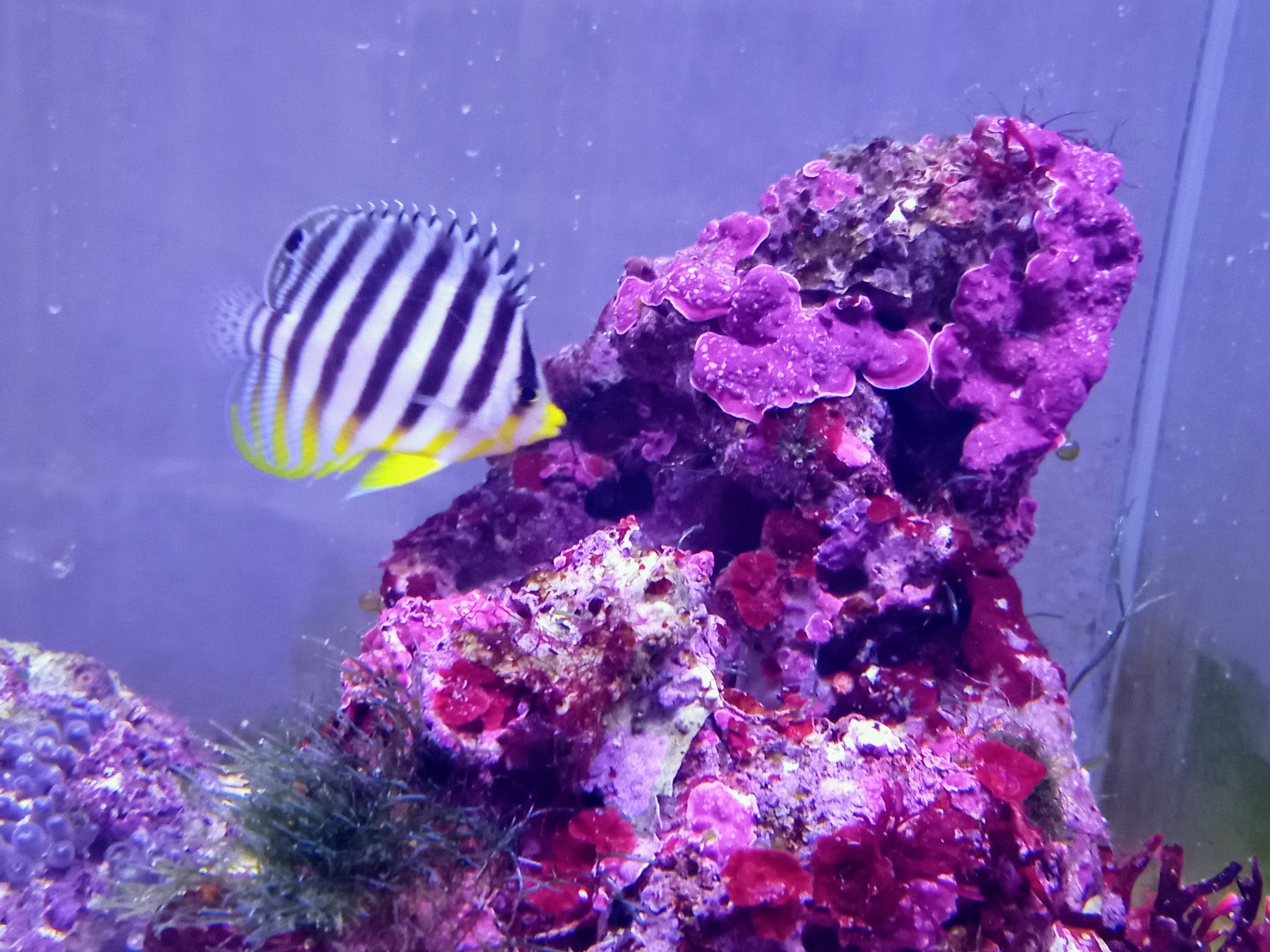 シマヤッコ(ジャカルタ産)