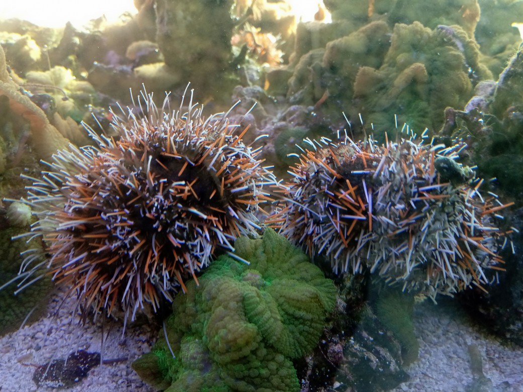 シラヒゲウニ(大きめ)