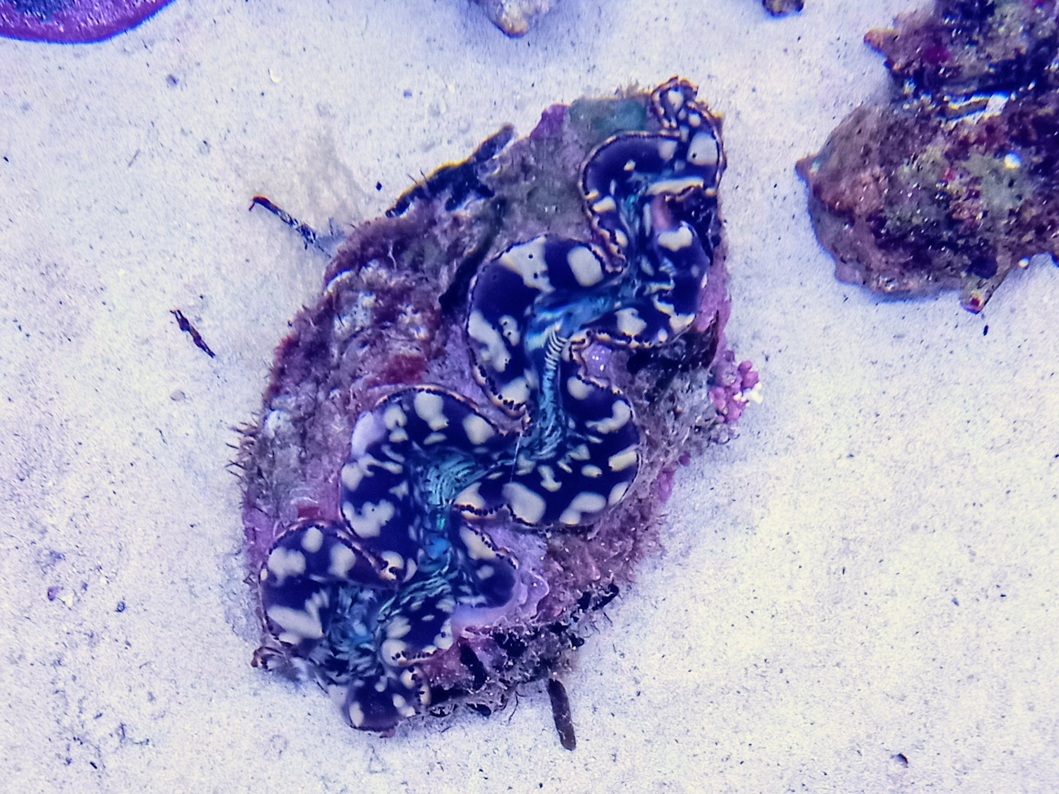 シラナミガイ(美ホワイトスポット)沖縄産