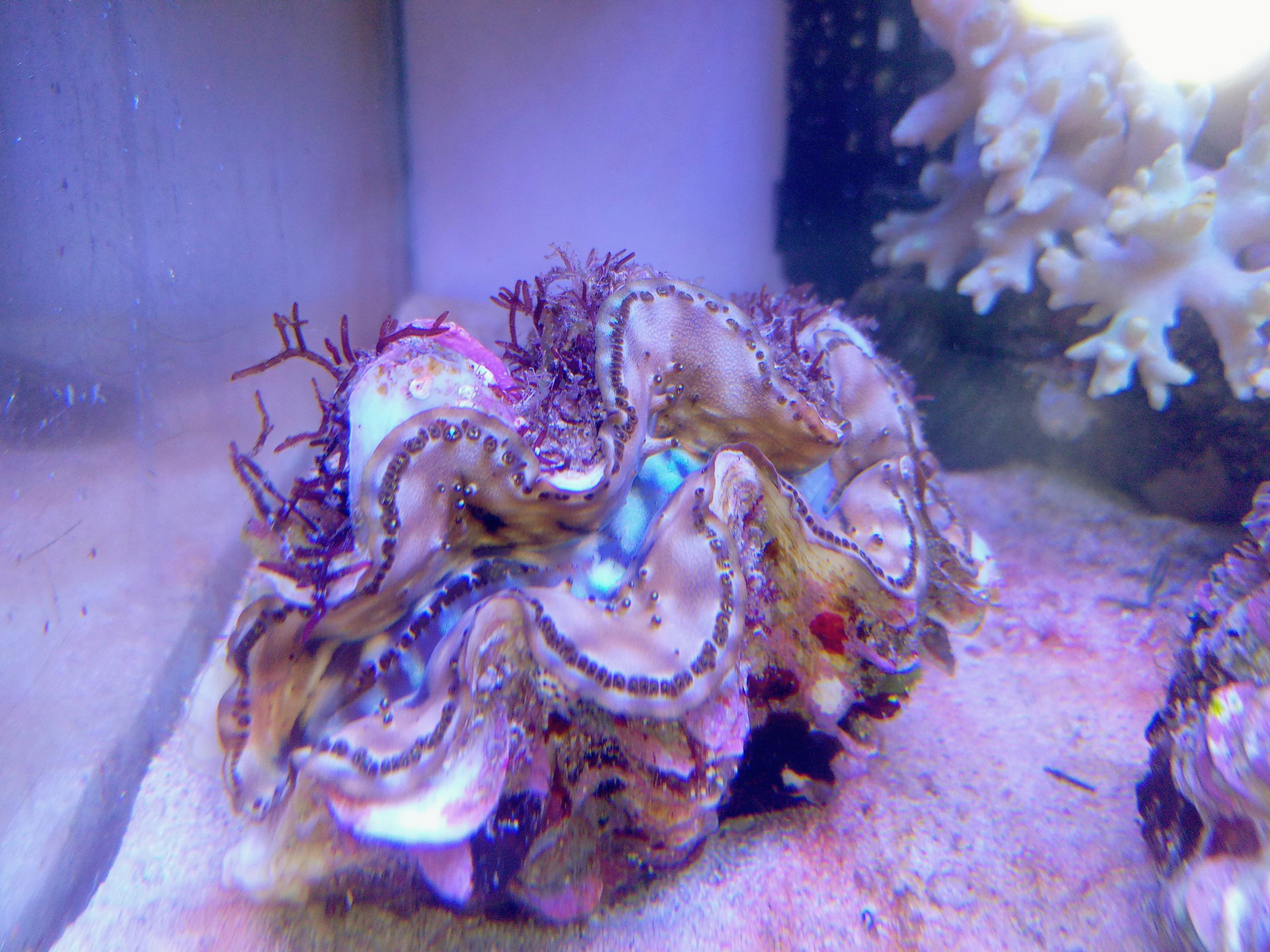 シラナミガイ(美ゴールド　小さめ)沖縄産