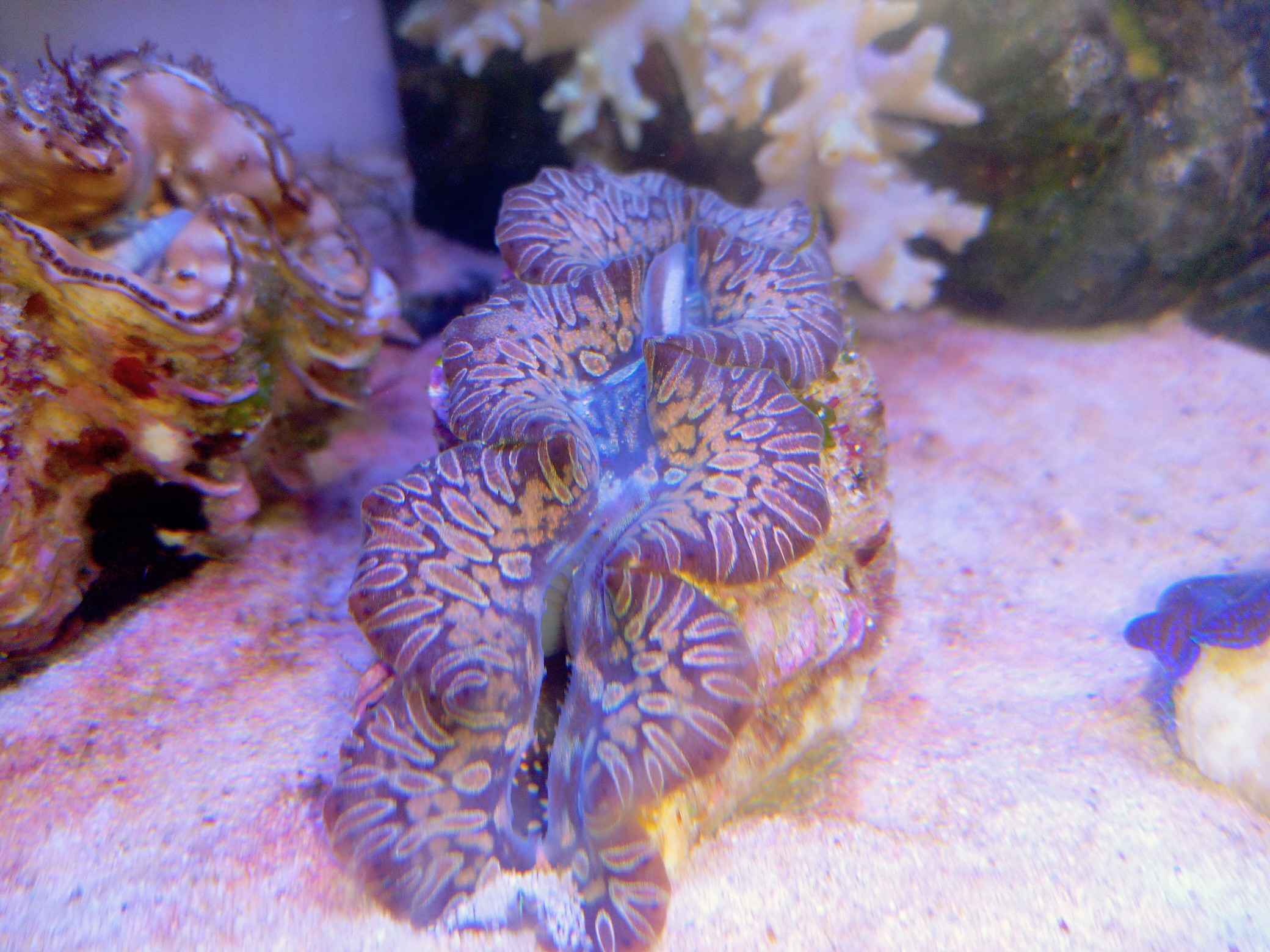 シラナミガイ(美カラー 小さめ)沖縄産