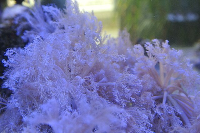 シロスジウミアザミの芽(ピュアホワイト)沖縄産