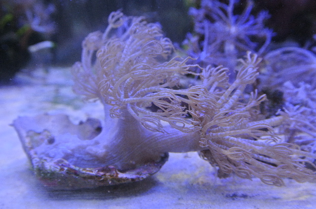 シロスジウミアザミ(沖縄産)