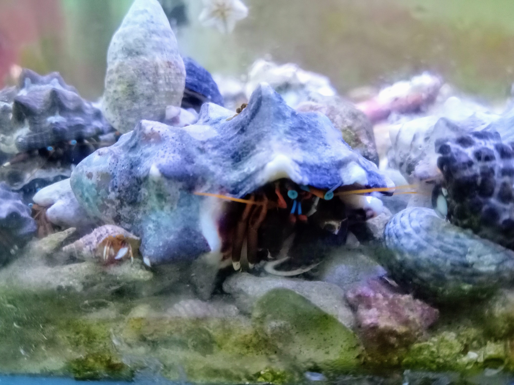 ライブロック藻駆除にも活躍☆スベスベサンゴヤドカリ