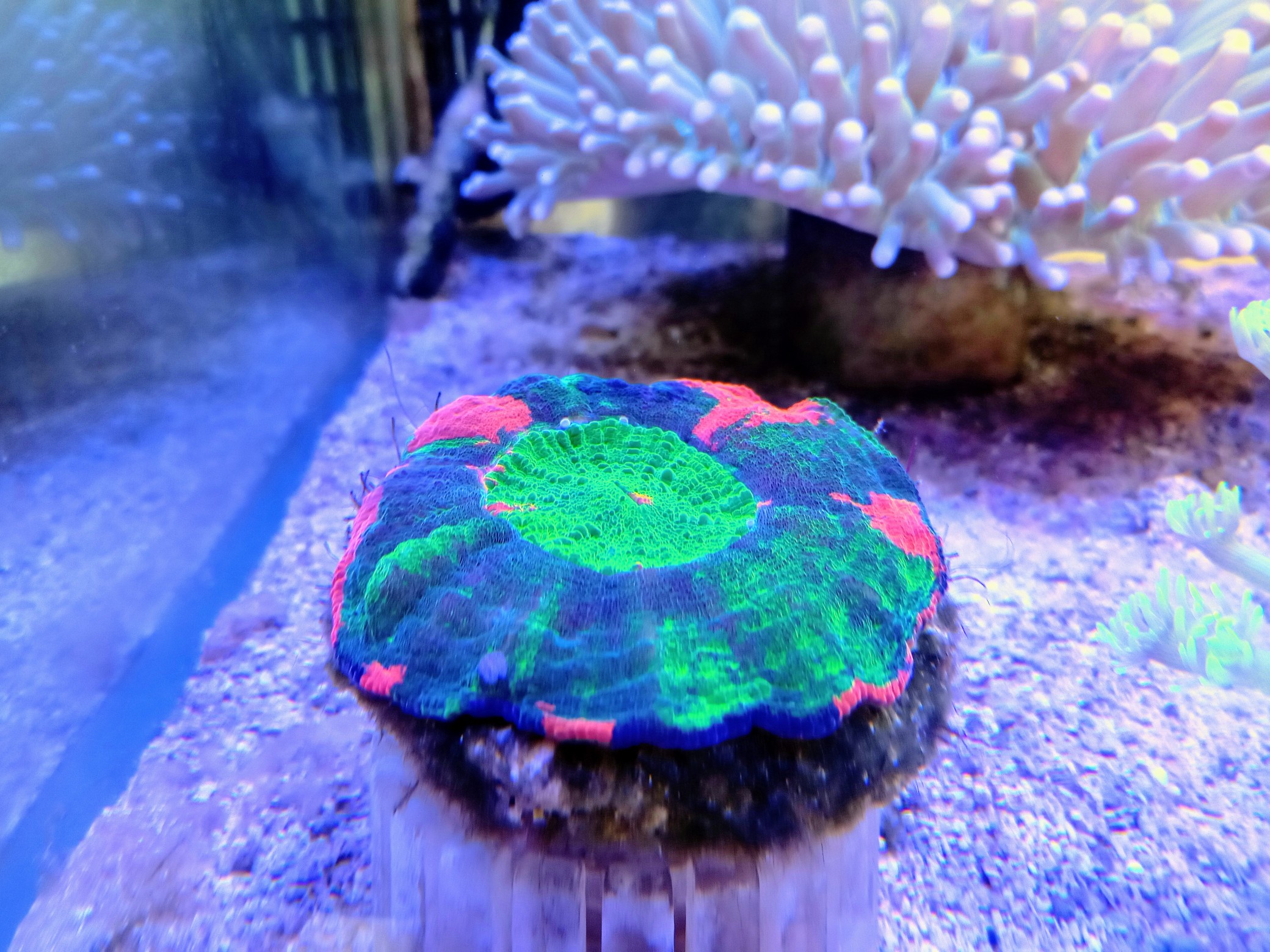 スコリミア(美グリーン＆オレンジ)オーストラリア産