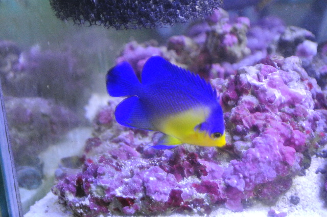 スミレヤッコ(小さめ)