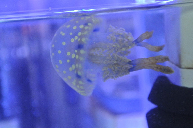 タコクラゲ(水玉模様)小さめ