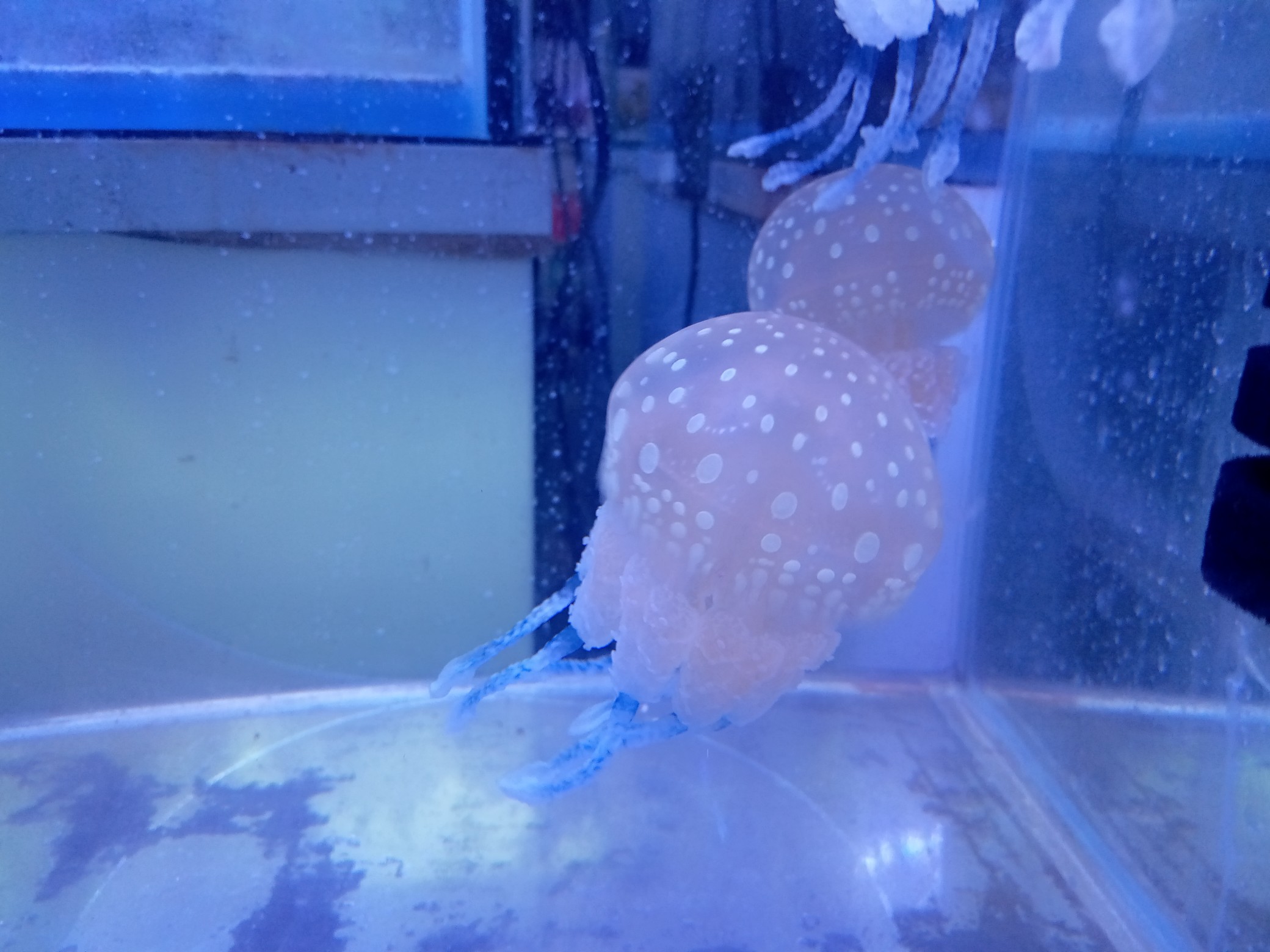 タコクラゲ(水玉模様　ノーマルカラー)大きめ