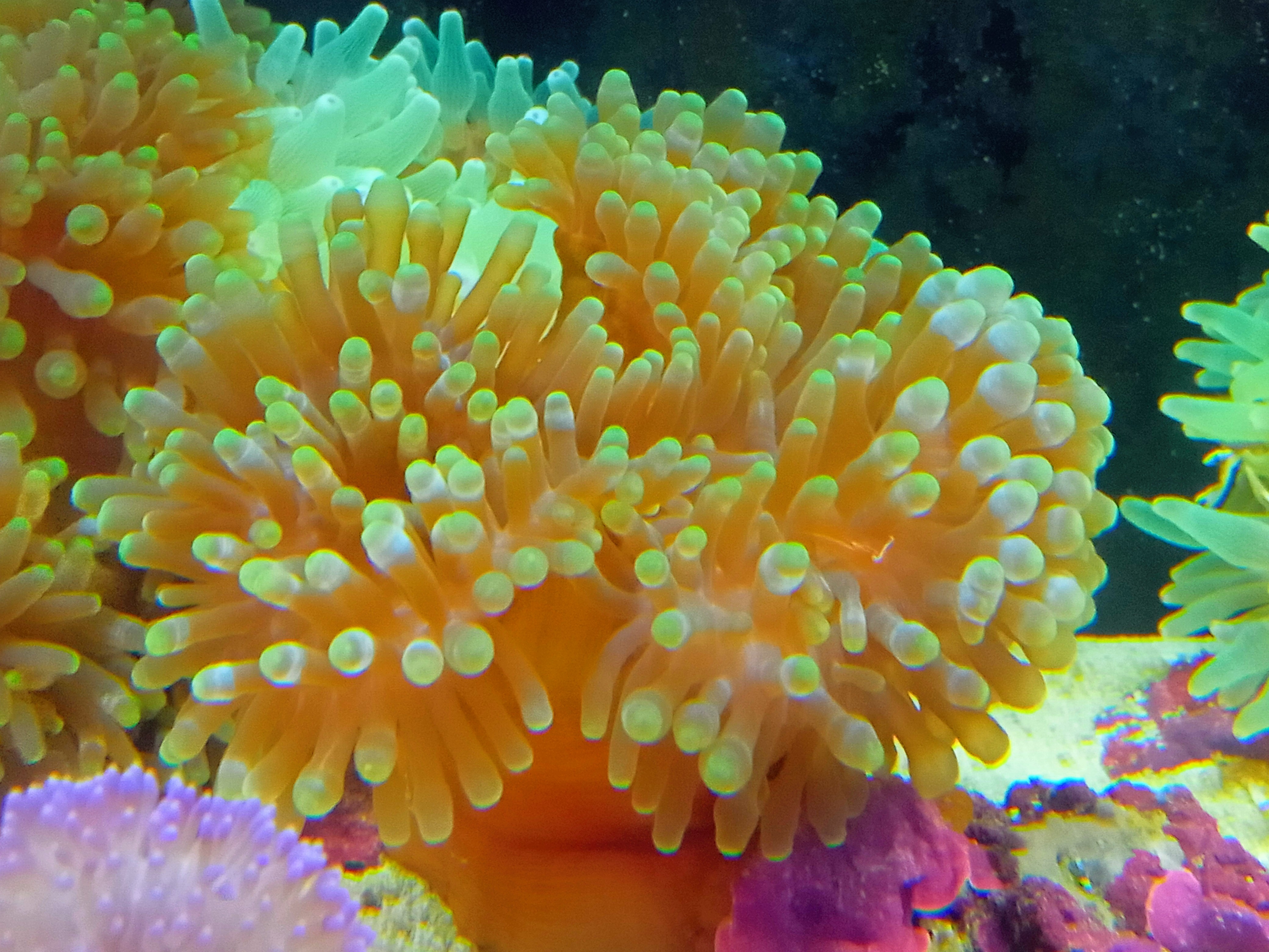 タマイタダキイソギンチャク(美グリーンチップ　小さめ)沖縄産