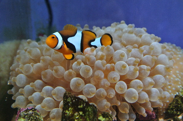 タマイタダキイソギンチャク(ノーマルカラー)マニラ産