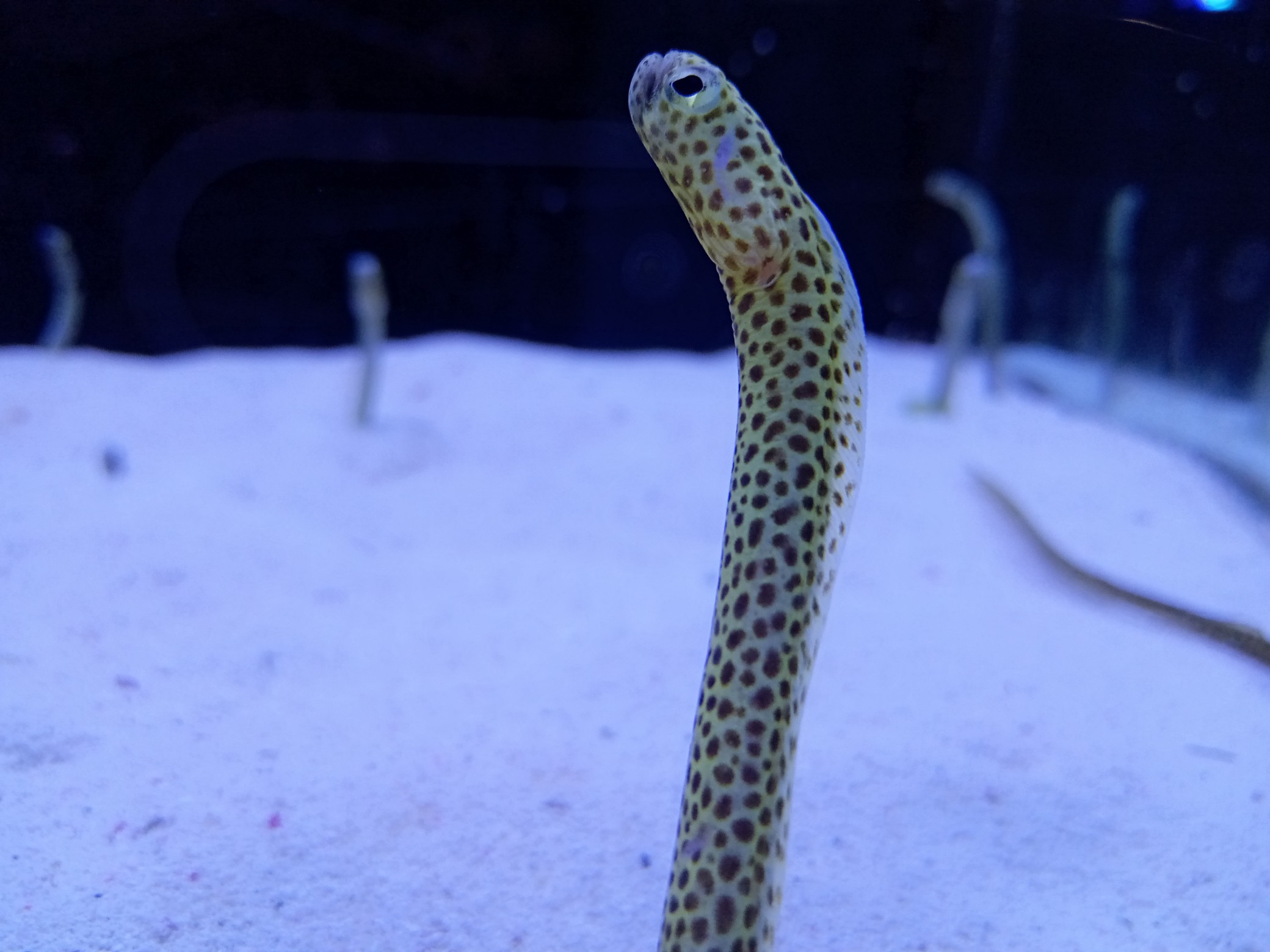 テイラーズガーデンイール